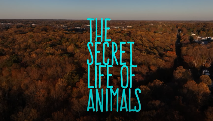 the secret life of animals