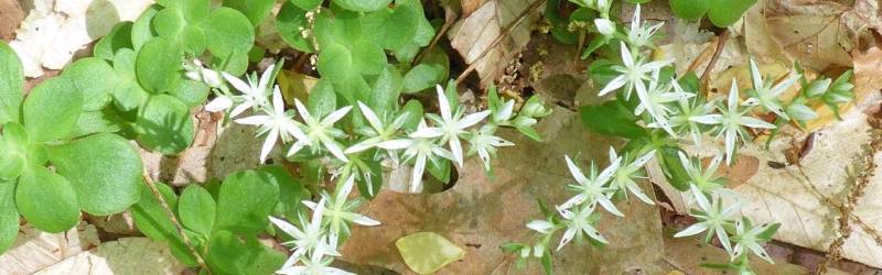 Sedum ternatum (Wild Stonecrop) growing on the forest floor